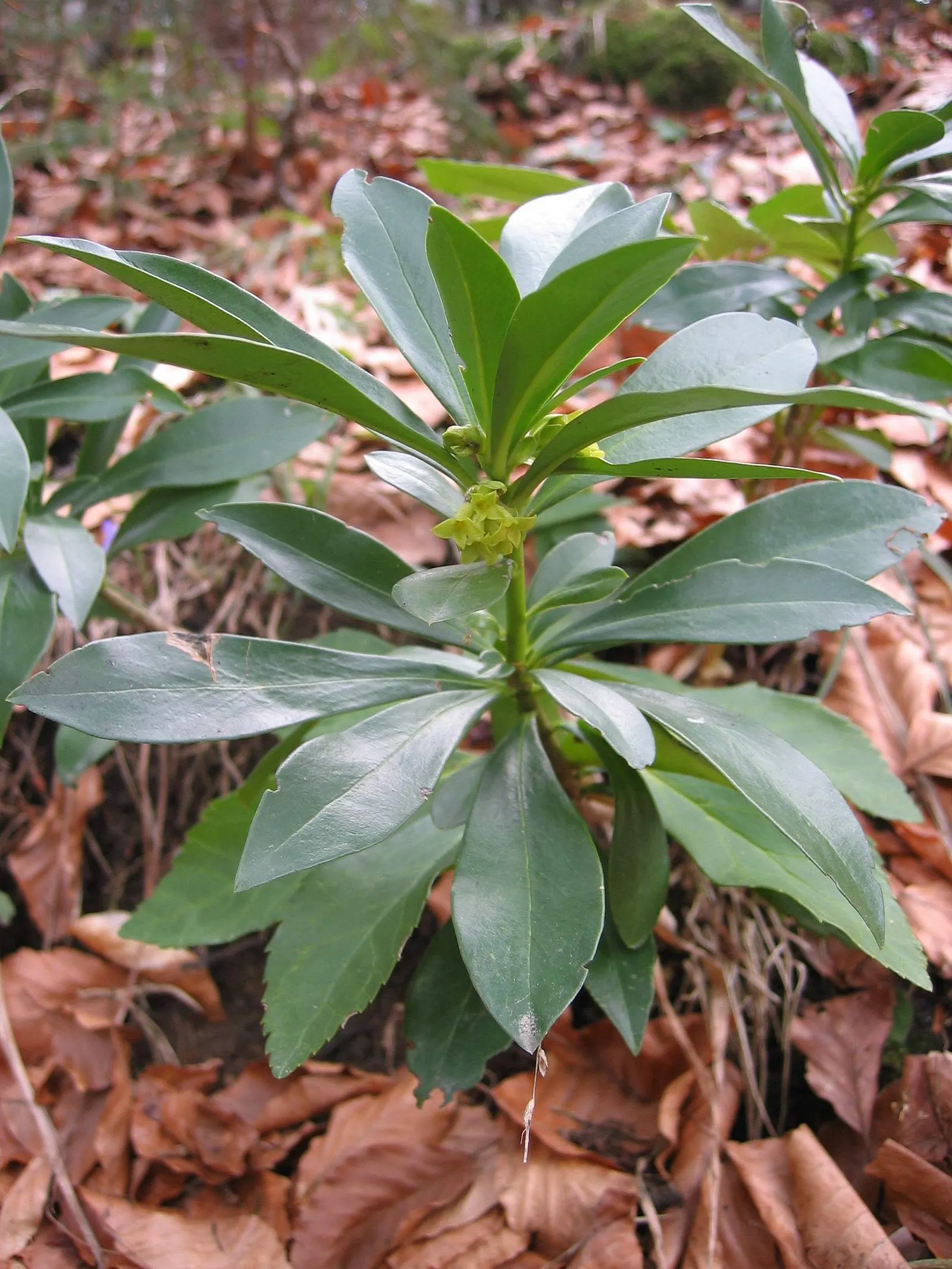 Martin's Spurge (Euphorbia X Martinii) — Thriving in zones 7-9, it prefers full sun to partial shade and well-drained soil