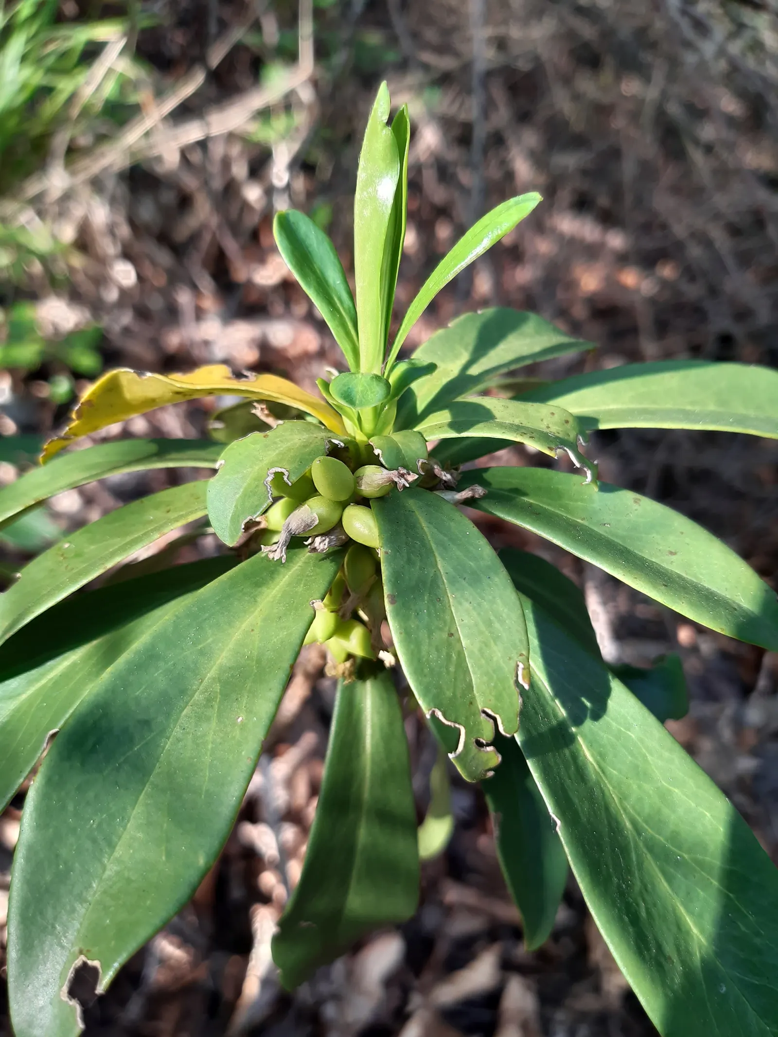 Martin's Spurge (Euphorbia X Martinii) — commonly known as Martin's Spurge