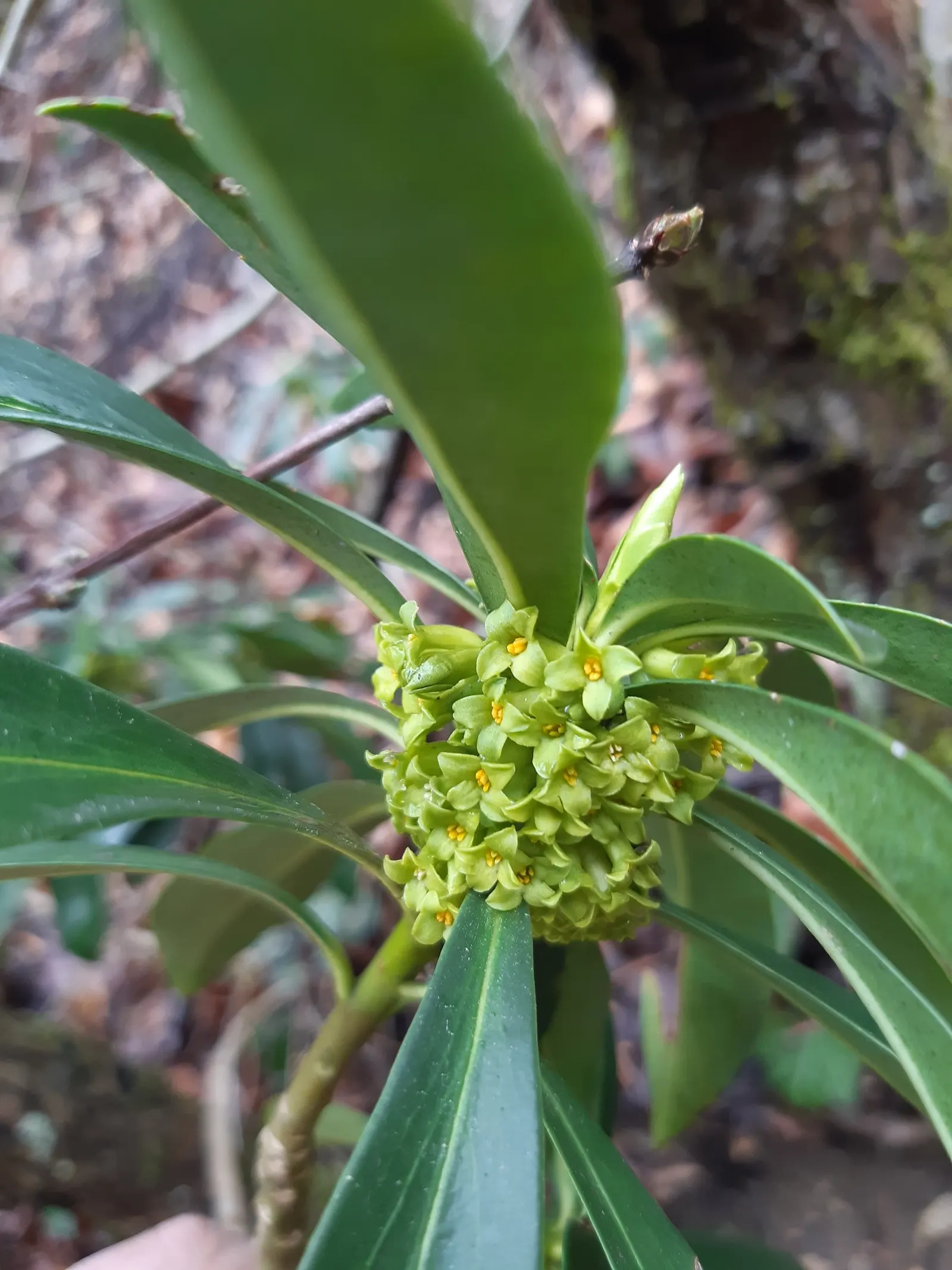 Martin's Spurge (Euphorbia X Martinii) — it reaches a mature height of roughly 1.5 to 2 feet with a similar spread; periodic trimming of spent flowers can