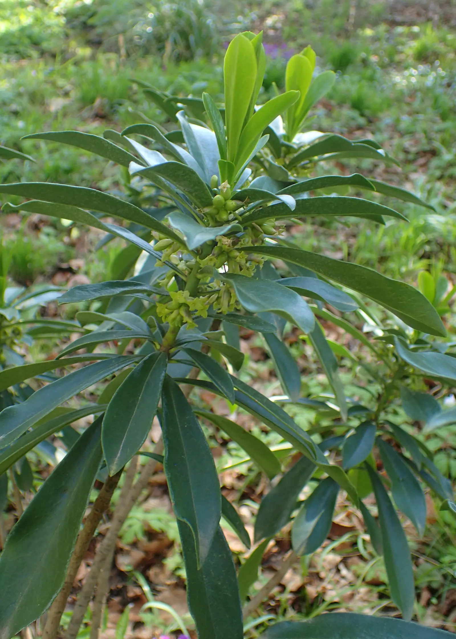 Martin's Spurge (Euphorbia X Martinii) — this drought-tolerant euphorbia thrives in full sun to partial shade and prefers well-drained soils; from rock gardens