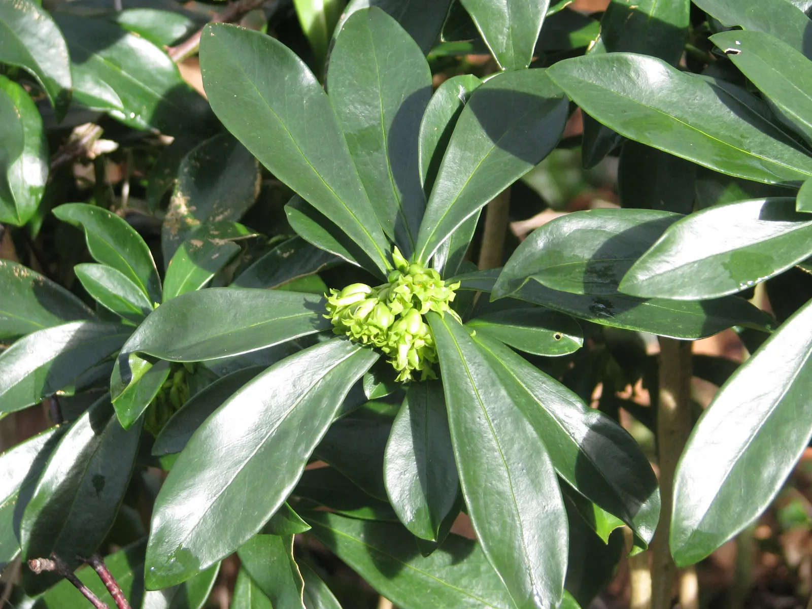 Martin's Spurge (Euphorbia X Martinii) — bushy silhouette well-suited to mid-border plantings or as an accent piece.<br><br>Featuring narrow; green and