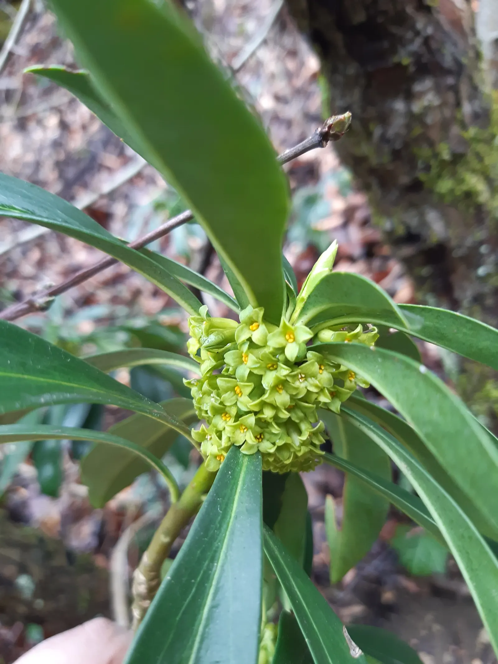 Martin's Spurge (Euphorbia X Martinii) — An added benefit is its evergreen nature
