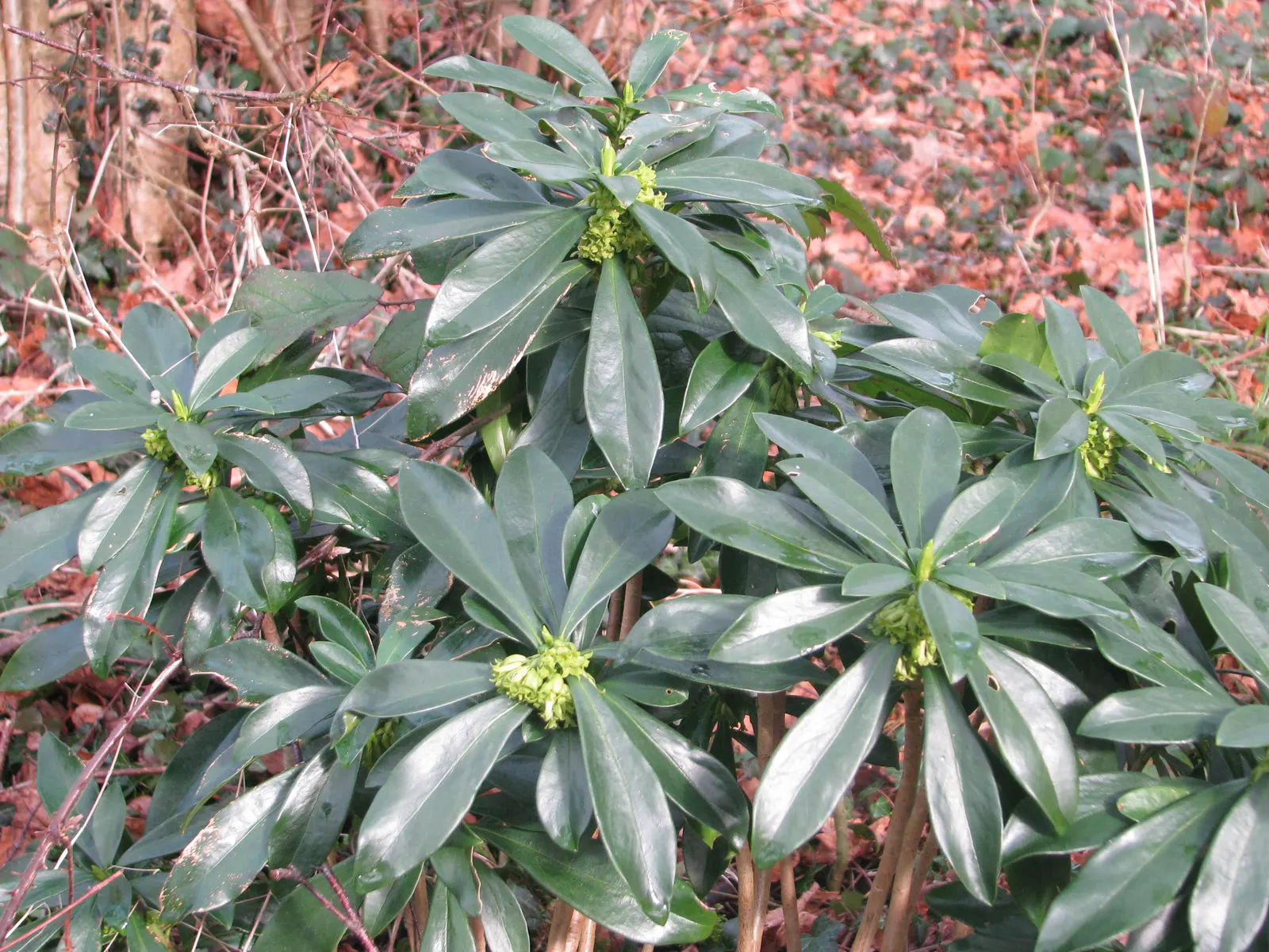 Martin's Spurge (Euphorbia X Martinii) — providing year-round interest.<br><br>For maintenance; this drought-tolerant euphorbia thrives in full sun to partial