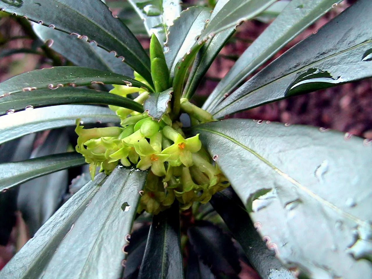 Martin's Spurge (Euphorbia X Martinii) — Gaining popularity in landscape design; martin's Spurge provides a sturdy backdrop for its distinct flowers