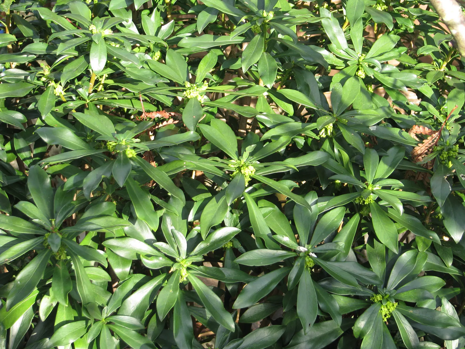 Martin's Spurge (Euphorbia X Martinii) — Deer-resistant and drought-tolerant; this hybrid plant exhibits characteristics of both parent species