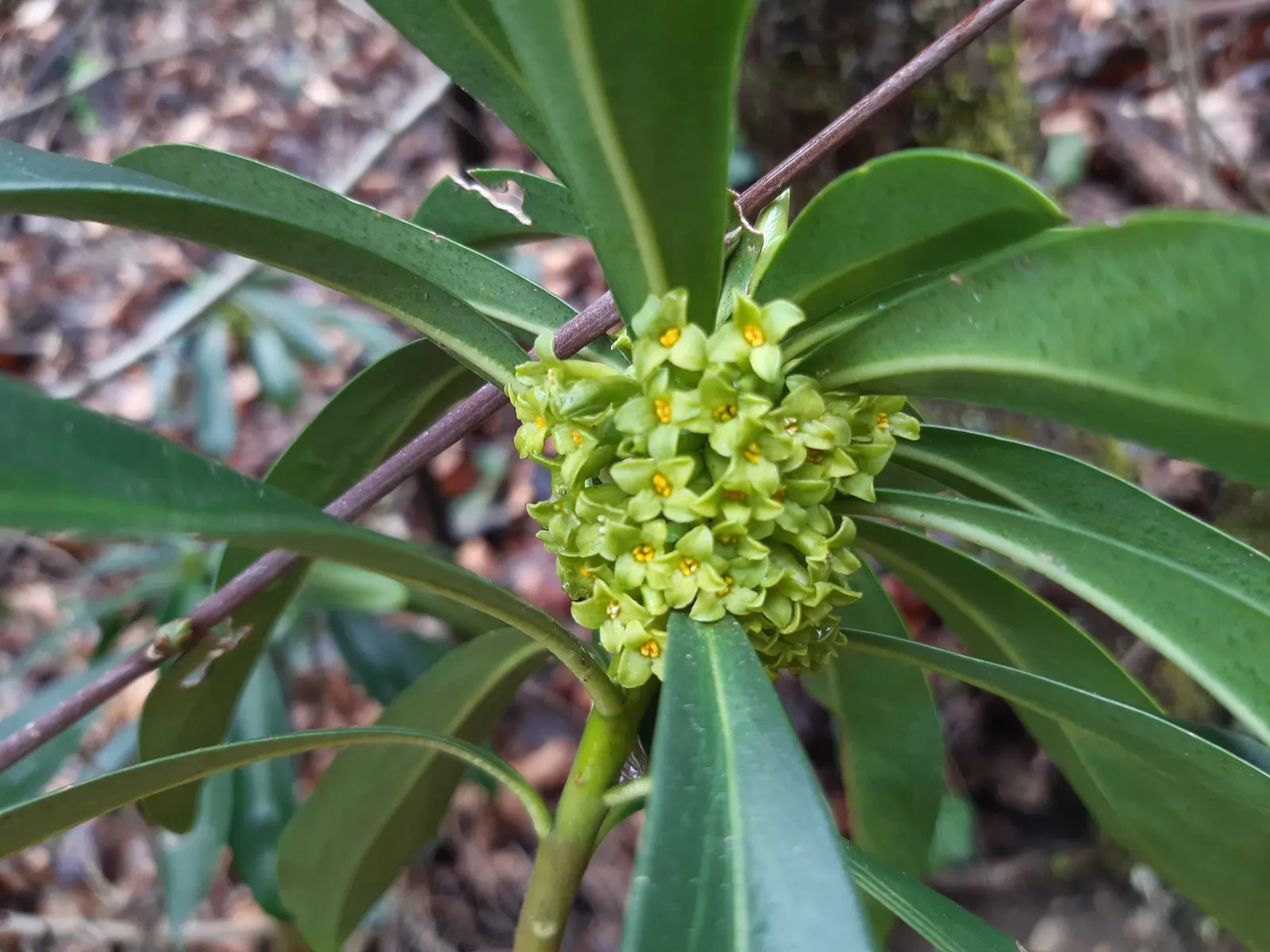 Martin's Spurge (Euphorbia X Martinii) — It's also compatible with a variety of garden themes
