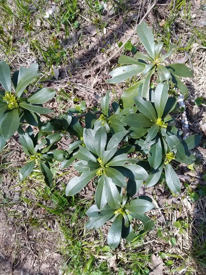 Martin's Spurge (Euphorbia X Martinii) — from rock gardens to perennial borders; perennial with green and multi-colored and red and yellow blooms