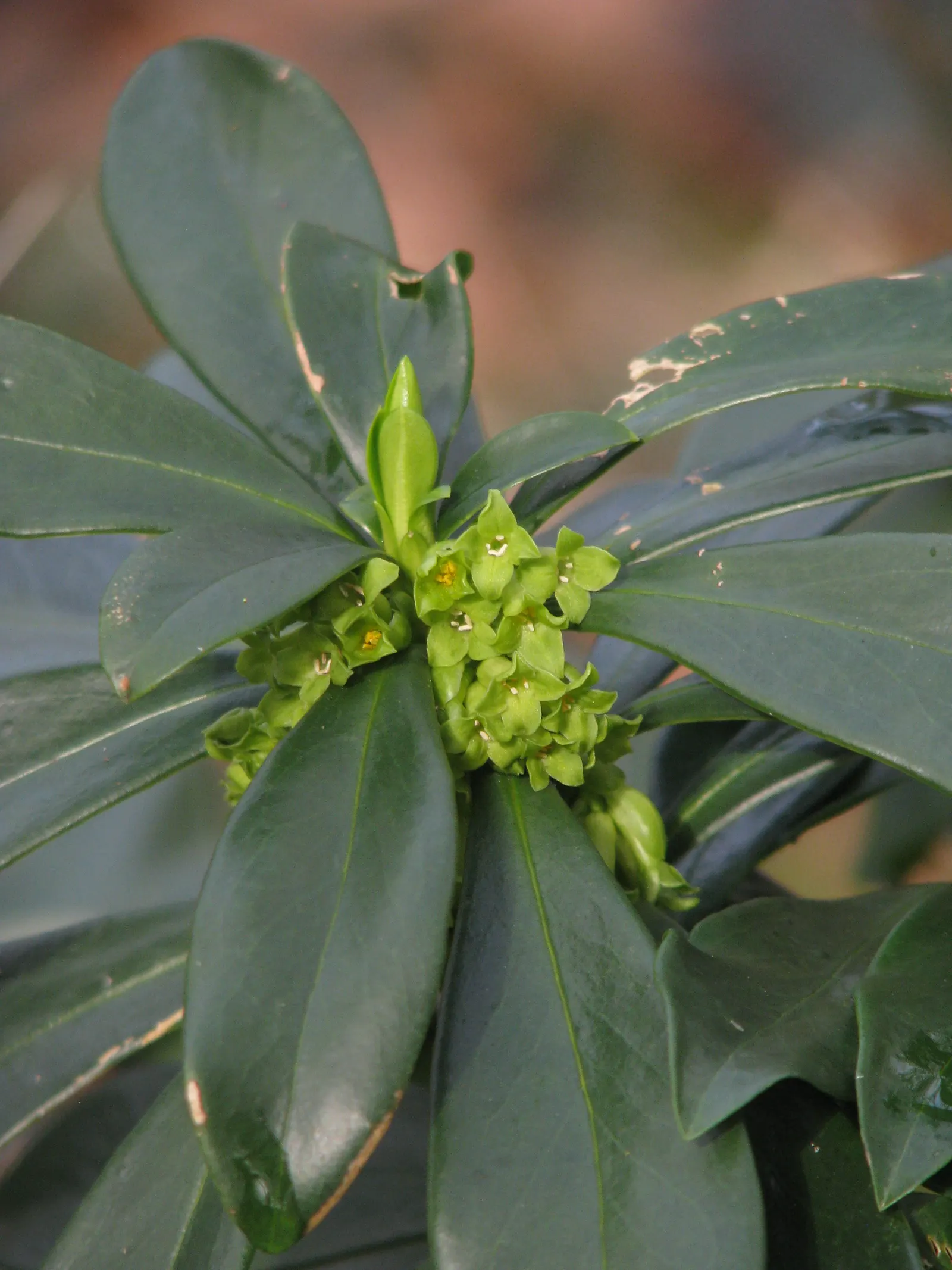 Martin's Spurge (Euphorbia X Martinii) — commonly known as Martin's Spurge; creating an eye-catching contrast against the foliage