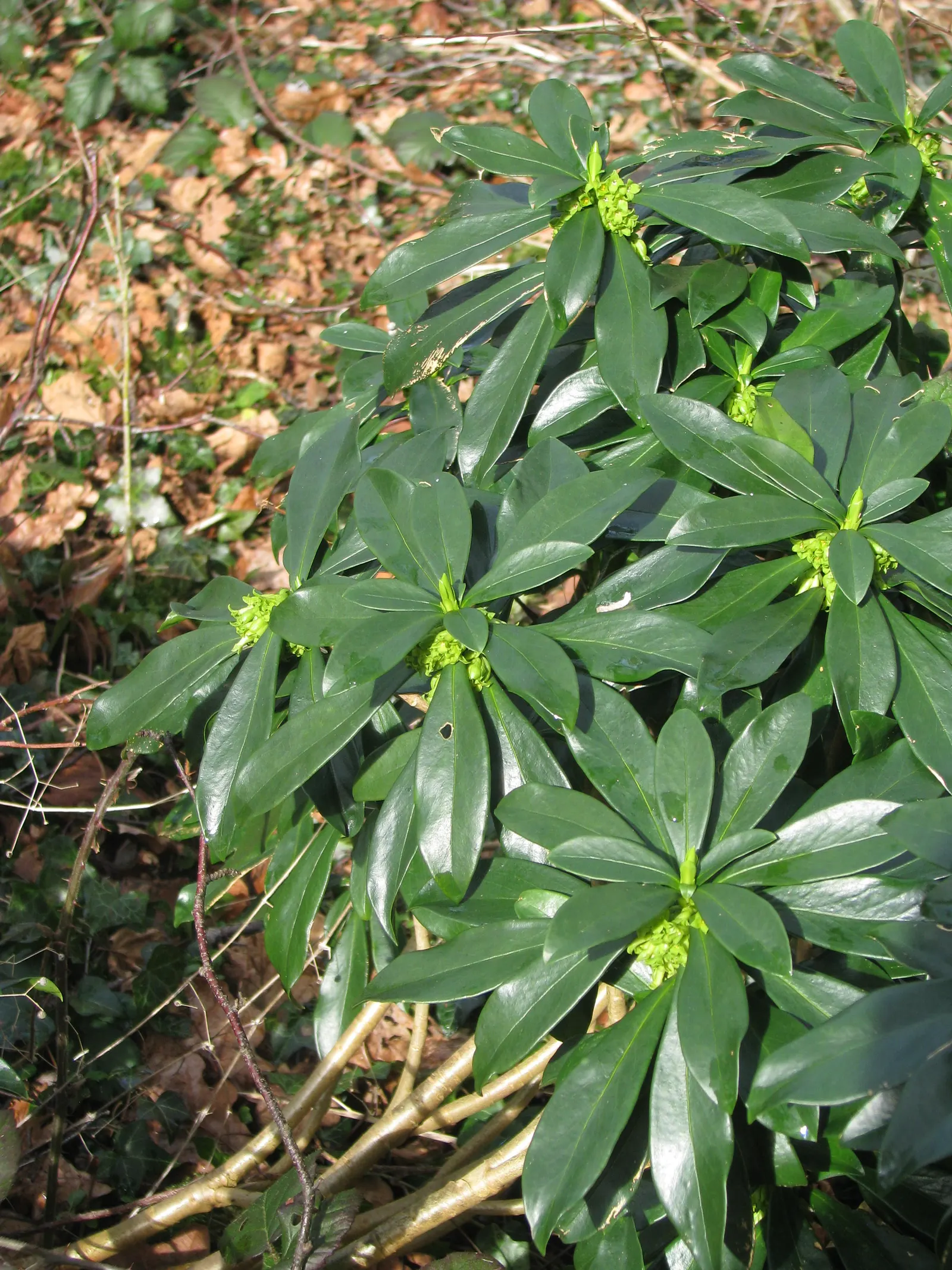 Martin's Spurge (Euphorbia X Martinii) — creating an eye-catching contrast against the foliage; an added benefit is its evergreen nature