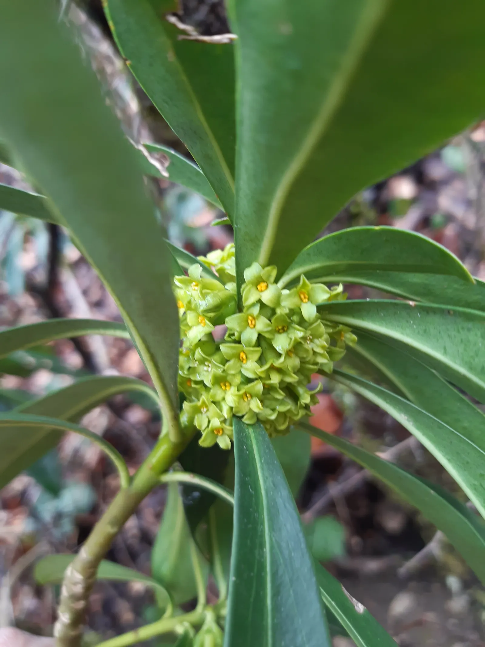 Martin's Spurge (Euphorbia X Martinii) — from rock gardens to perennial borders