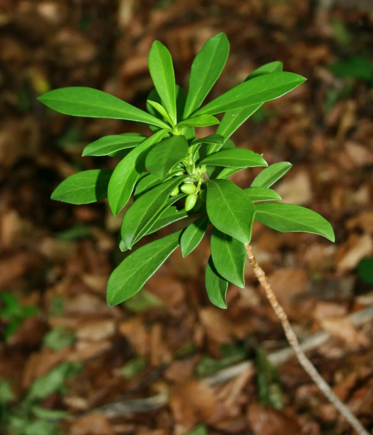 Martin's Spurge (Euphorbia X Martinii) — Its distinctive foliage, with blue-green leaves, provides year-round interest; gaining popularity in landscape design