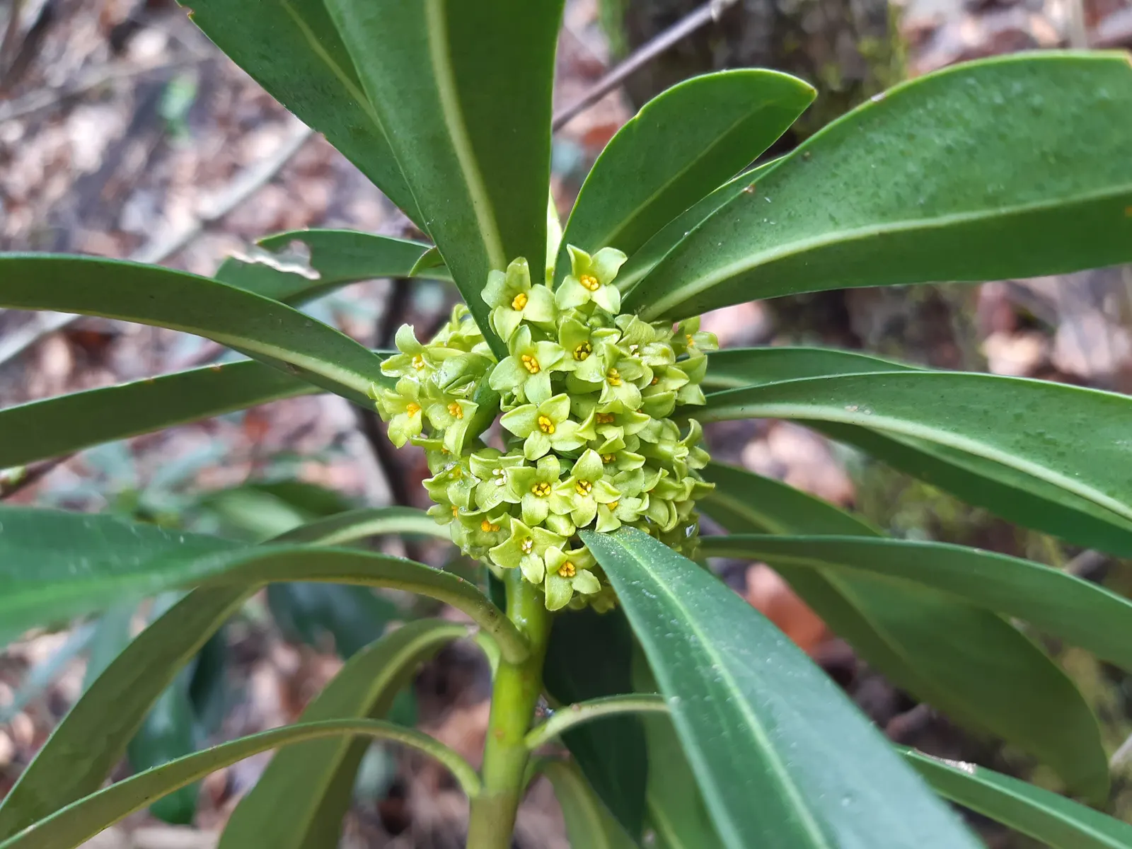 Martin's Spurge (Euphorbia X Martinii) — Euphorbia x martinii presents as a textural contrast to rounded shrubs or ornamental grasses; it bears chartreuse-hued