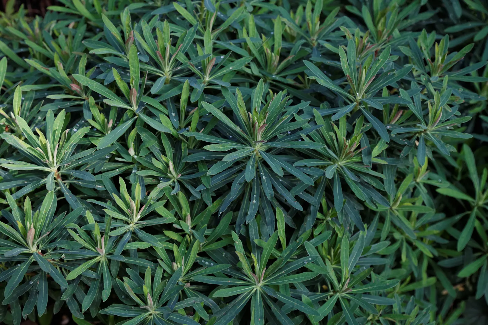 Martin's Spurge (Euphorbia X Martinii) — creating an eye-catching contrast against the foliage