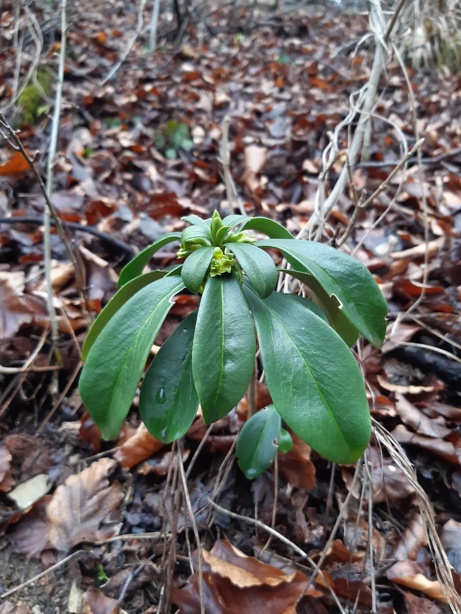 Martin's Spurge (Euphorbia X Martinii) — which can cause skin irritation.<br><br>In landscape designs