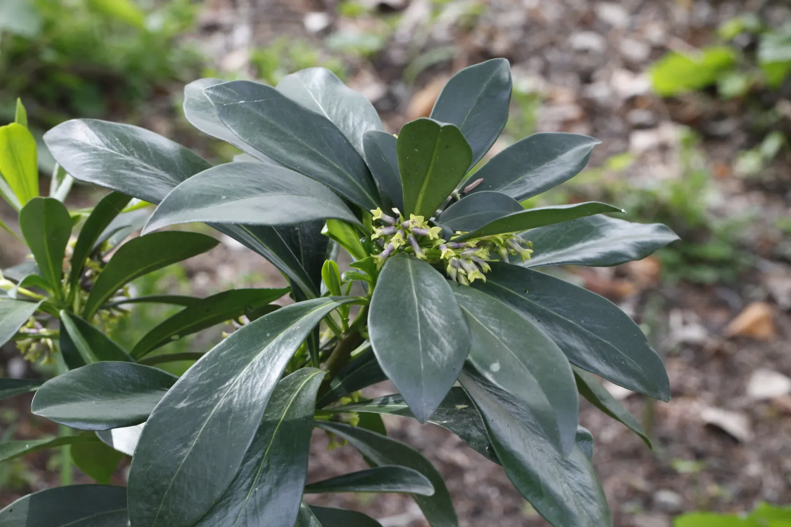 Martin's Spurge (Euphorbia X Martinii) — it bears chartreuse-hued bracts surrounding the true flowers