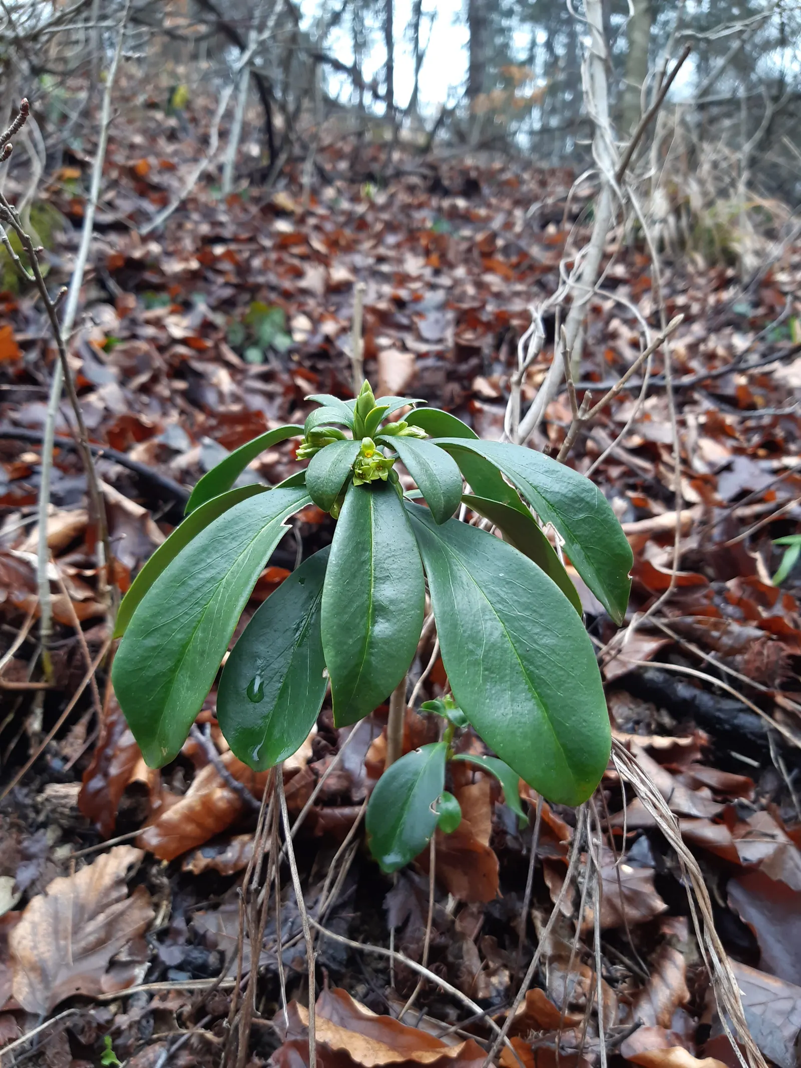 Martin's Spurge (Euphorbia X Martinii) — It's also compatible with a variety of garden themes; while wearing gloves is recommended due to its toxic