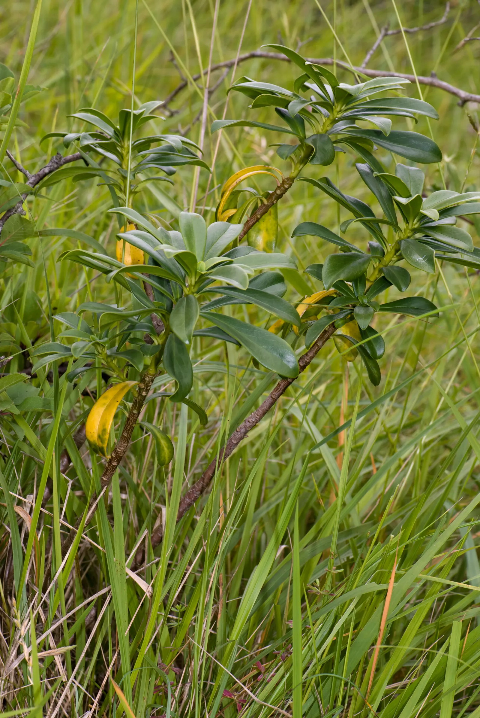 Martin's Spurge (Euphorbia X Martinii) — This hybrid plant exhibits characteristics of both parent species; perennial for full or half