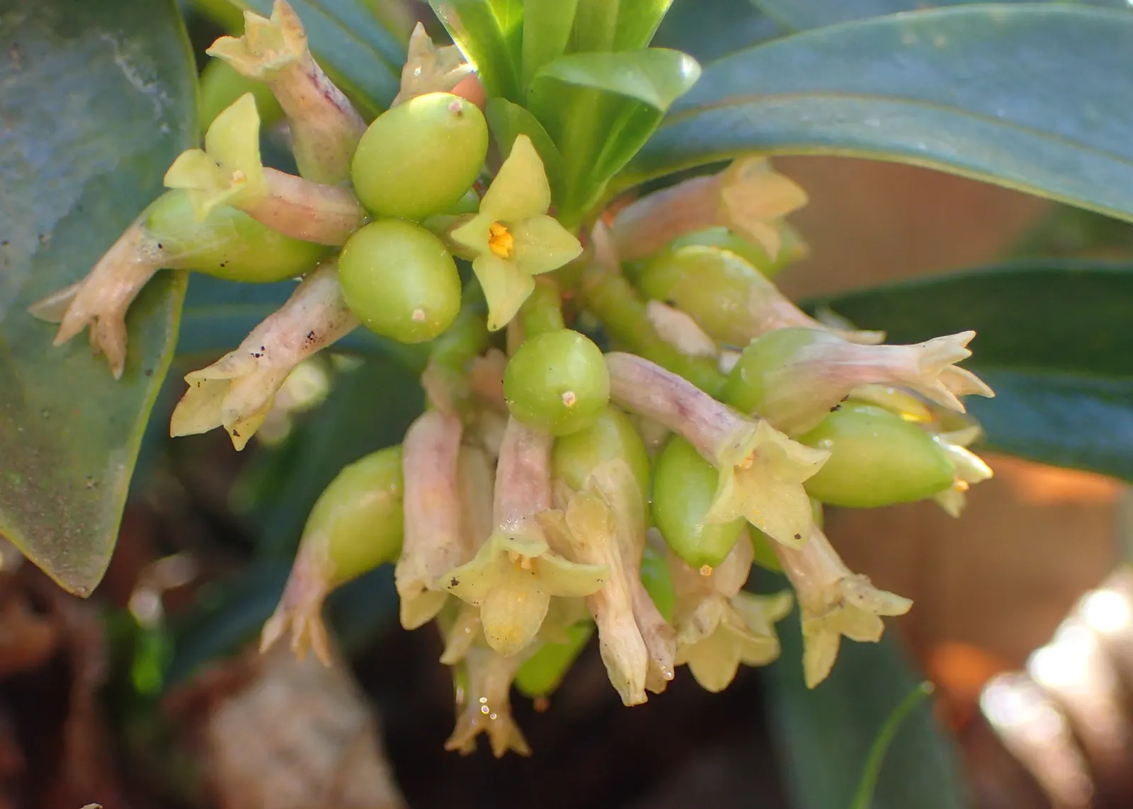 Martin's Spurge (Euphorbia X Martinii) — Thriving in zones 7-9, it prefers full sun to partial shade and well-drained soil; it's also compatible with a variety