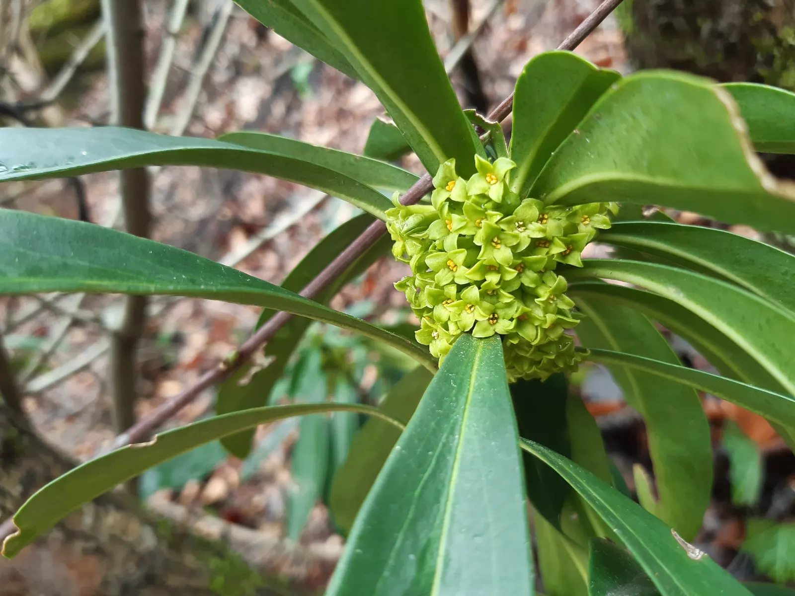 Martin's Spurge (Euphorbia X Martinii) — green and multi-colored and red and yellow flowers in the garden