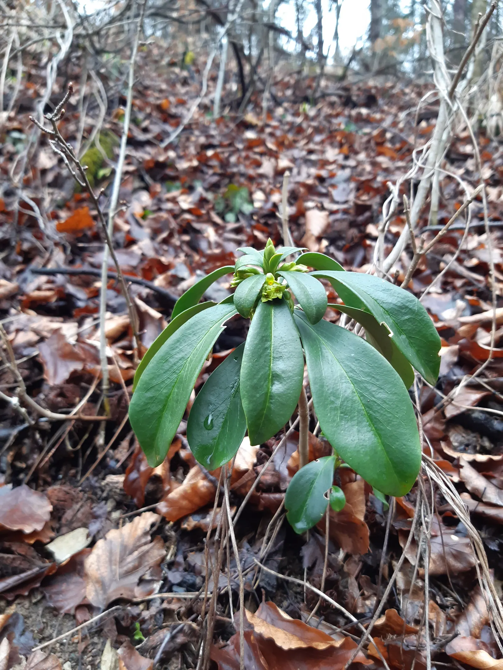 Martin's Spurge (Euphorbia X Martinii) — Spring through summer, it features chartreuse flower bracts, adding a vibrant contrast