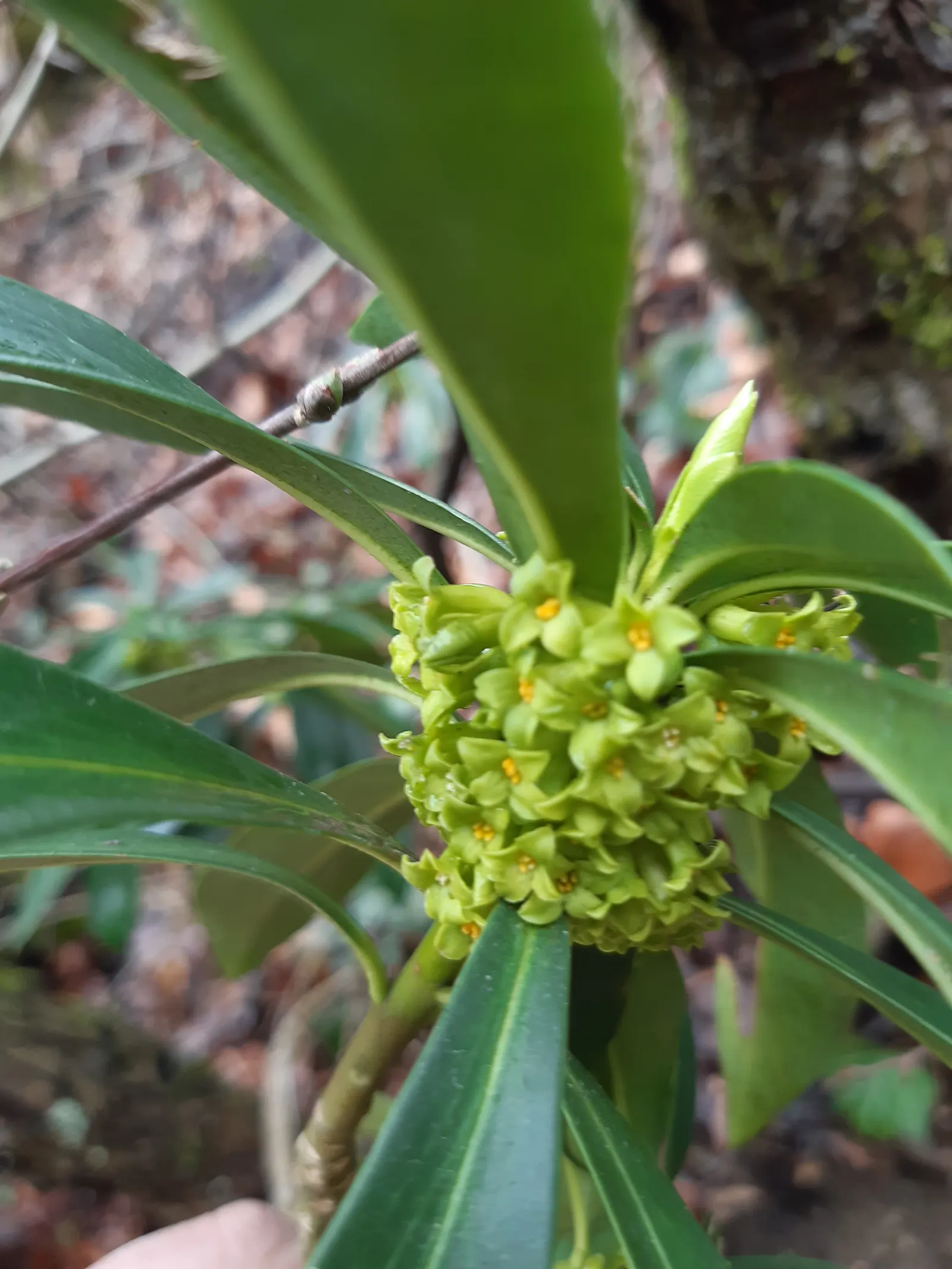 Martin's Spurge (Euphorbia X Martinii) — Martin's Spurge provides a sturdy backdrop for its distinct flowers