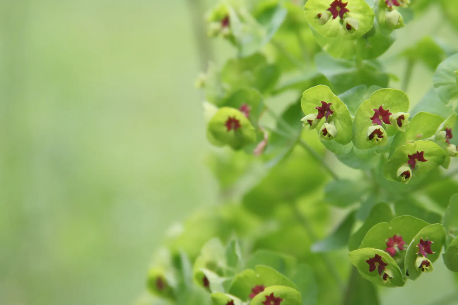 Martin's Spurge (Euphorbia X Martinii) — providing year-round interest.<br><br>For maintenance