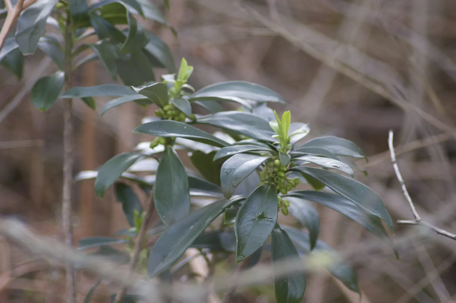 Martin's Spurge (Euphorbia X Martinii) — is an evergreen perennial boasting a compact form at 1-2 feet high and wide