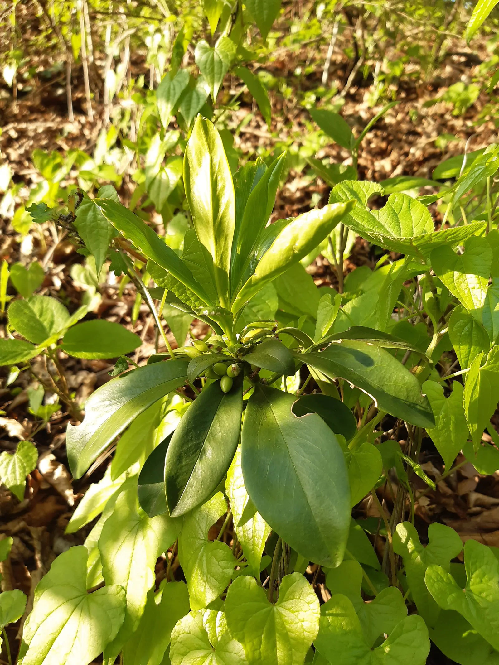 Martin's Spurge (Euphorbia X Martinii) — enhancing the garden's visual intrigue through the changing seasons