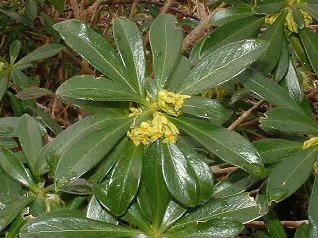 Martin's Spurge (Euphorbia X Martinii) — Its distinctive foliage, with blue-green leaves, provides year-round interest