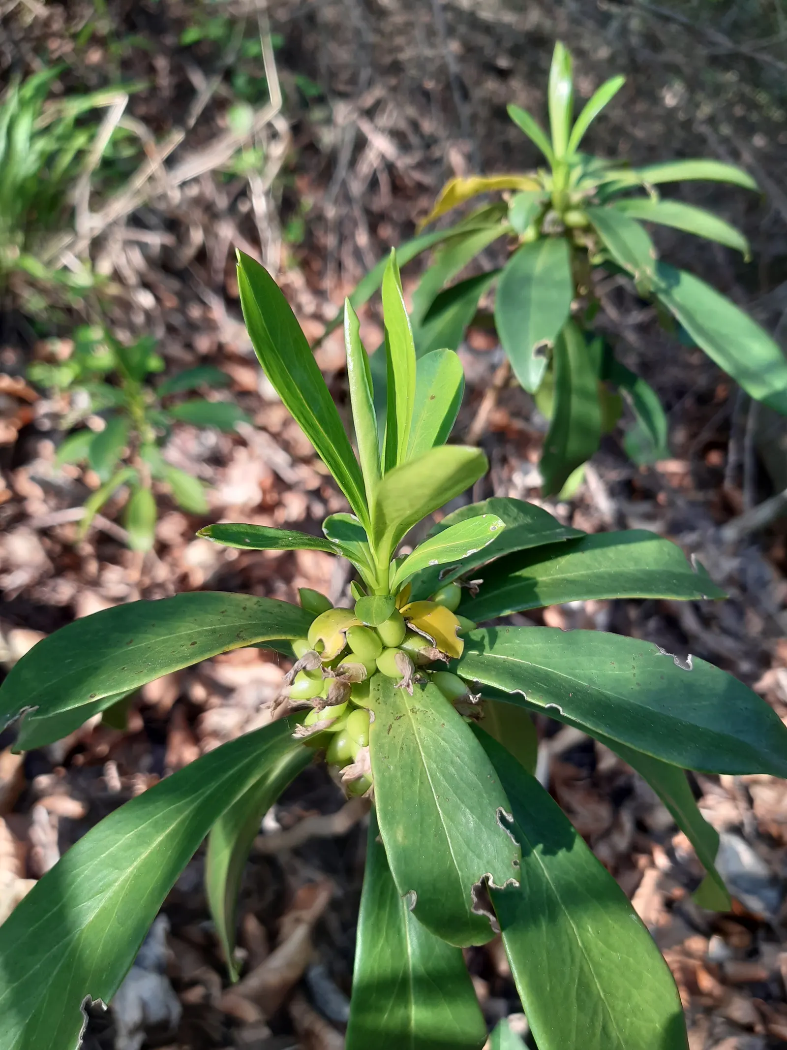 Martin's Spurge (Euphorbia X Martinii) — bushy silhouette well-suited to mid-border plantings or as an accent piece.<br><br>Featuring narrow