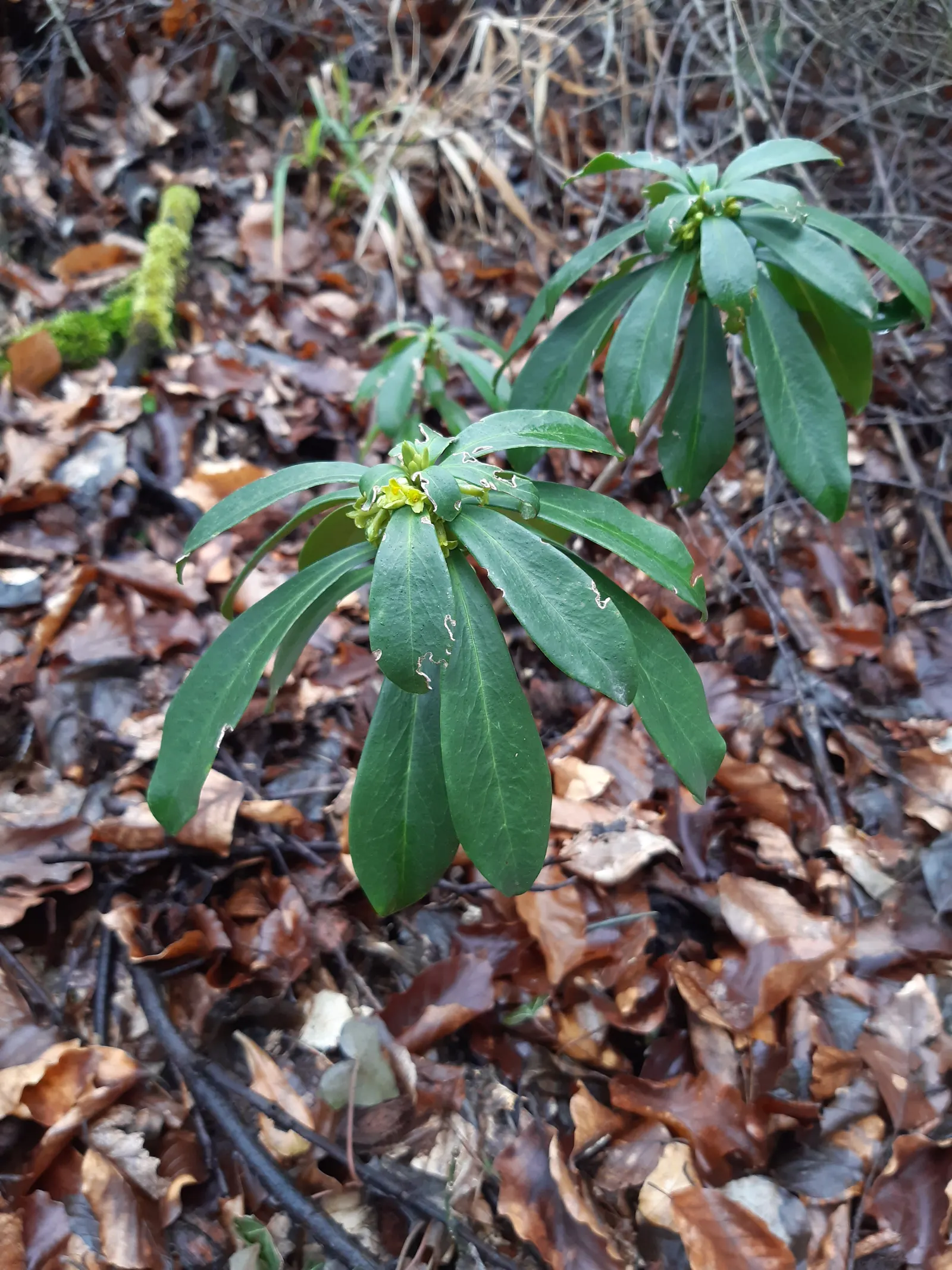 Martin's Spurge (Euphorbia X Martinii) — An added benefit is its evergreen nature; euphorbia amygdaloides and Euphorbia characias
