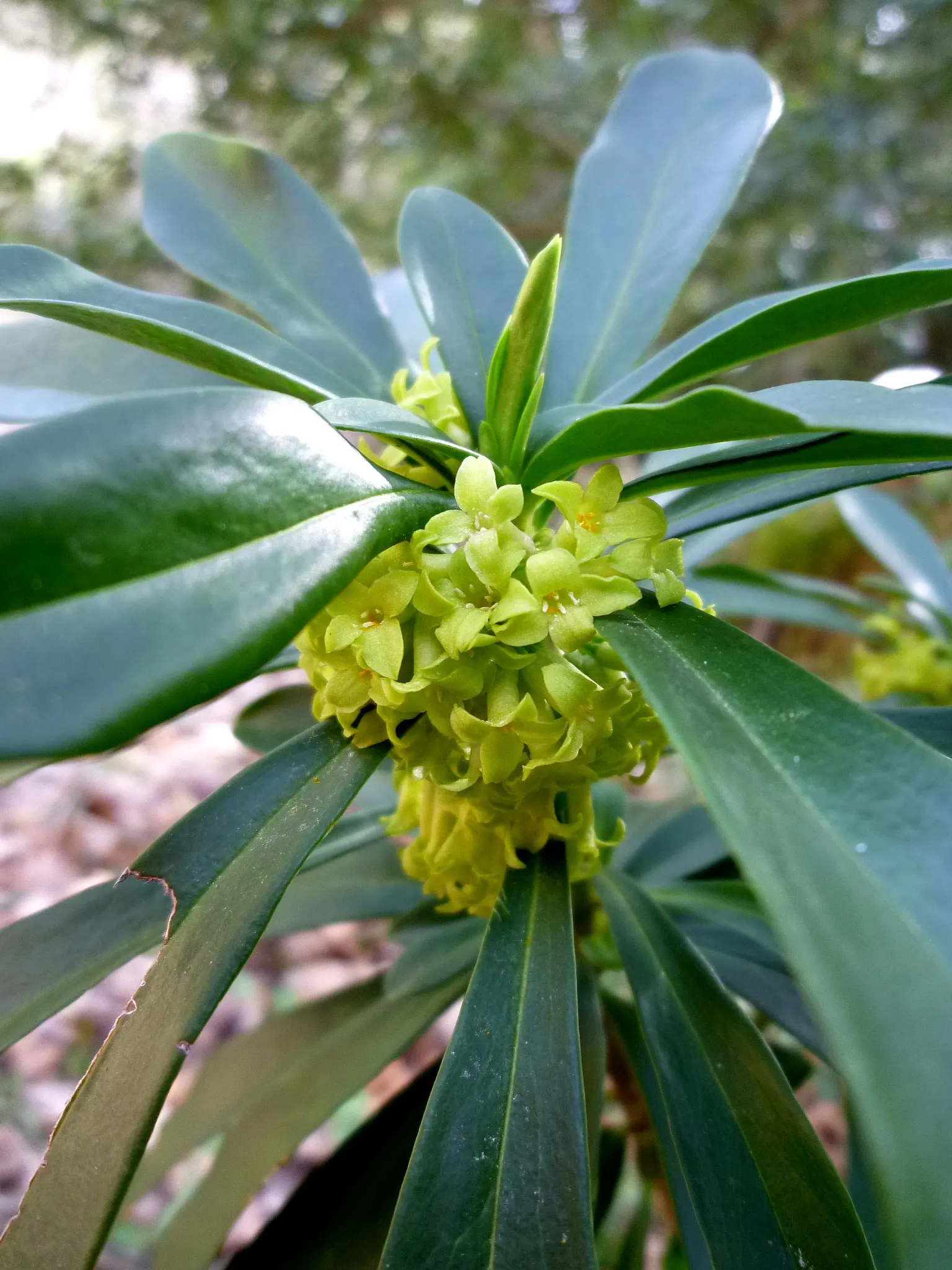 Martin's Spurge (Euphorbia X Martinii) — periodic trimming of spent flowers can prolong its attractive appearance; euphorbia x martinii presents as a textural
