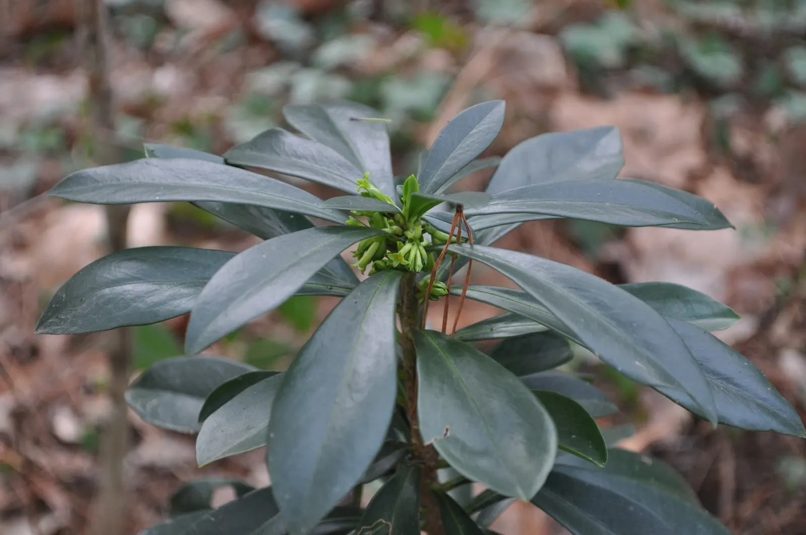 Martin's Spurge (Euphorbia X Martinii) — this drought-tolerant euphorbia thrives in full sun to partial shade and prefers well-drained soils