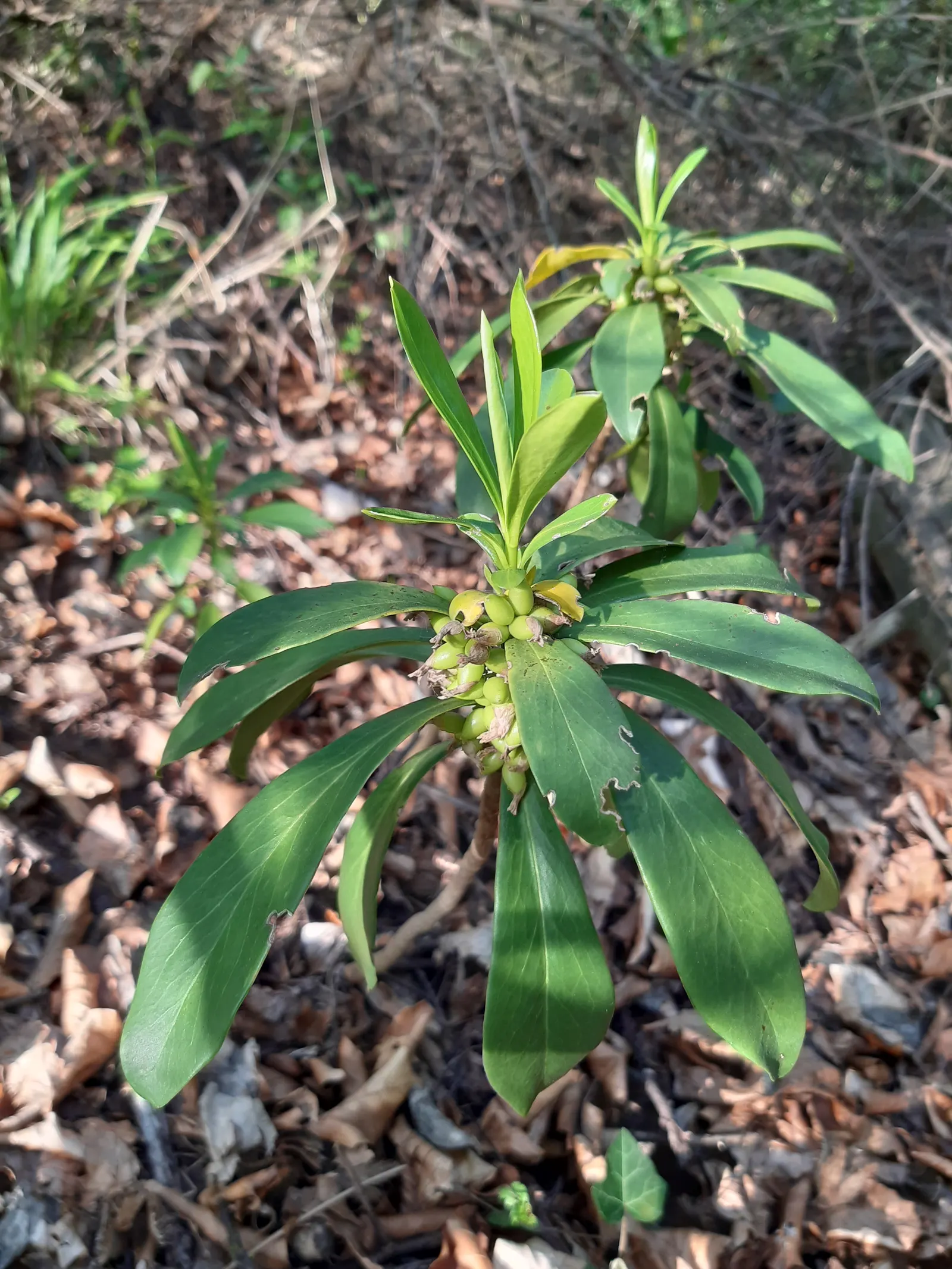 Martin's Spurge (Euphorbia X Martinii) — is an appealing perennial prized for its resilience and unique aesthetic; which can cause skin irritation.<br><br>In