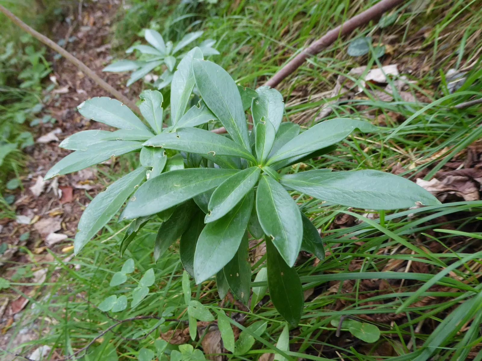 Martin's Spurge (Euphorbia X Martinii) — Euphorbia amygdaloides and Euphorbia characias