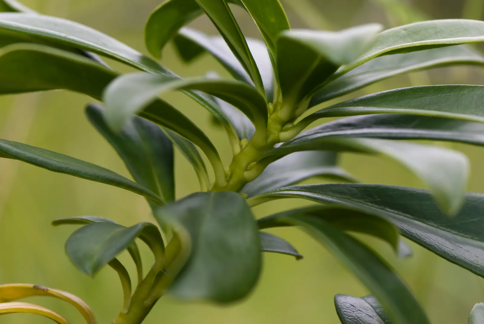 Martin's Spurge (Euphorbia X Martinii) — it bears chartreuse-hued bracts surrounding the true flowers; it reaches a mature height of roughly 1.5 to 2 feet with