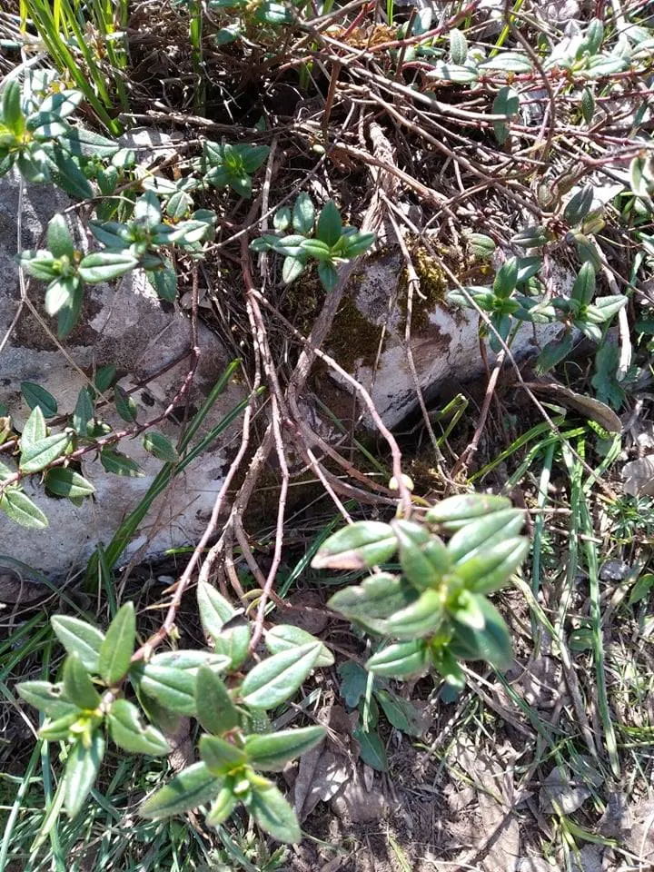 Martin's Spurge (Euphorbia X Martinii) — which can cause skin irritation.<br><br>In landscape designs; is an appealing perennial prized for its resilience and