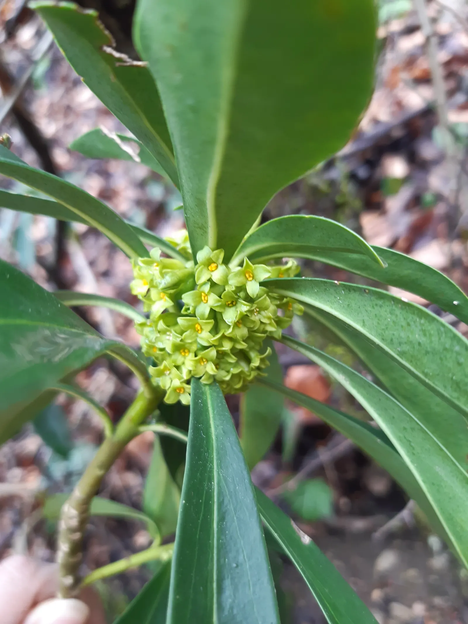 Martin's Spurge (Euphorbia X Martinii) — is an appealing perennial prized for its resilience and unique aesthetic