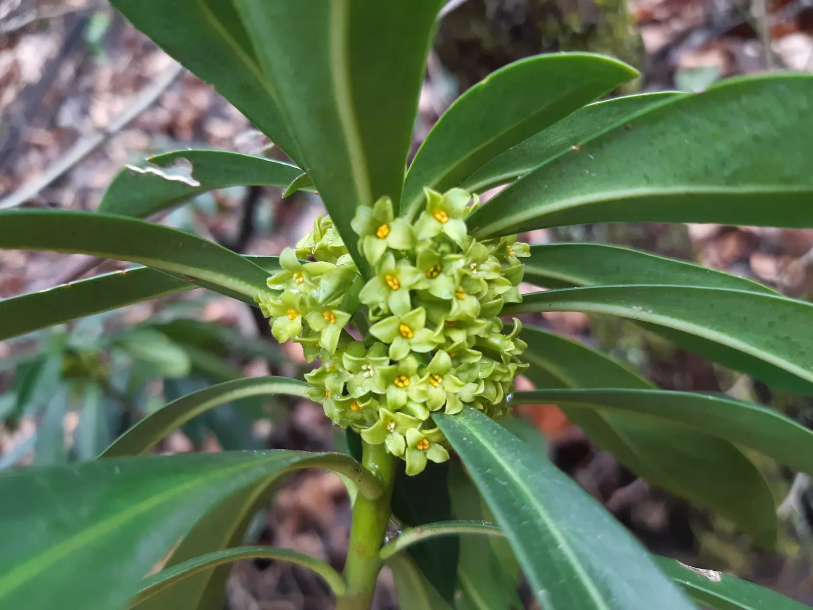 Martin's Spurge (Euphorbia X Martinii) — This hybrid plant exhibits characteristics of both parent species