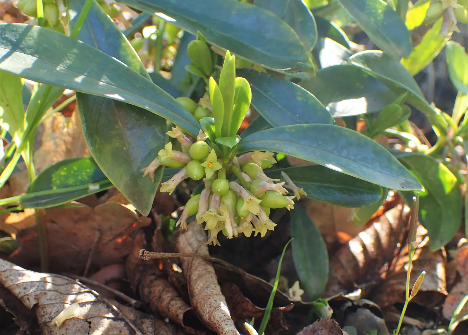 Martin's Spurge (Euphorbia X Martinii) — Euphorbia x martinii presents as a textural contrast to rounded shrubs or ornamental grasses
