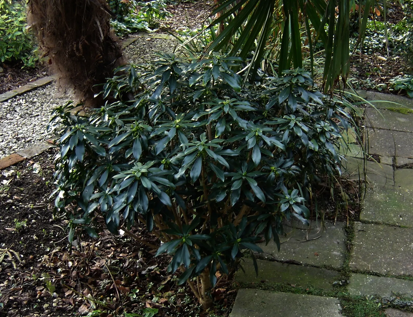 Martin's Spurge (Euphorbia X Martinii) — while wearing gloves is recommended due to its toxic