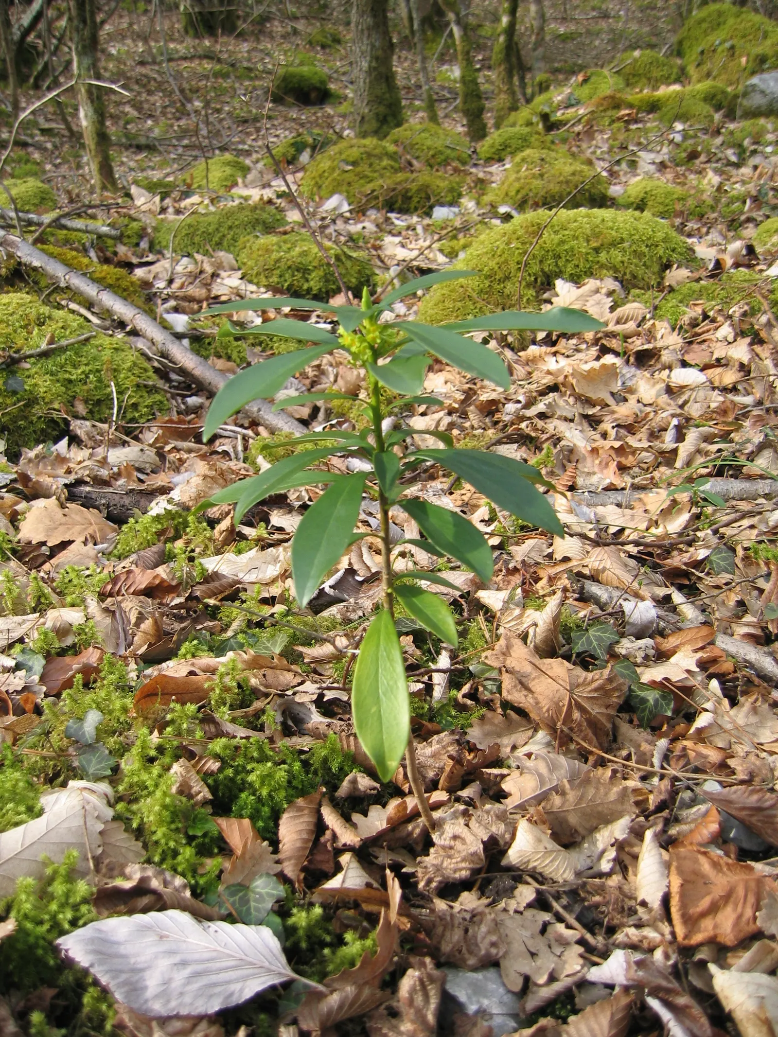 Martin's Spurge (Euphorbia X Martinii) — perennial with green and multi-colored and red and yellow blooms