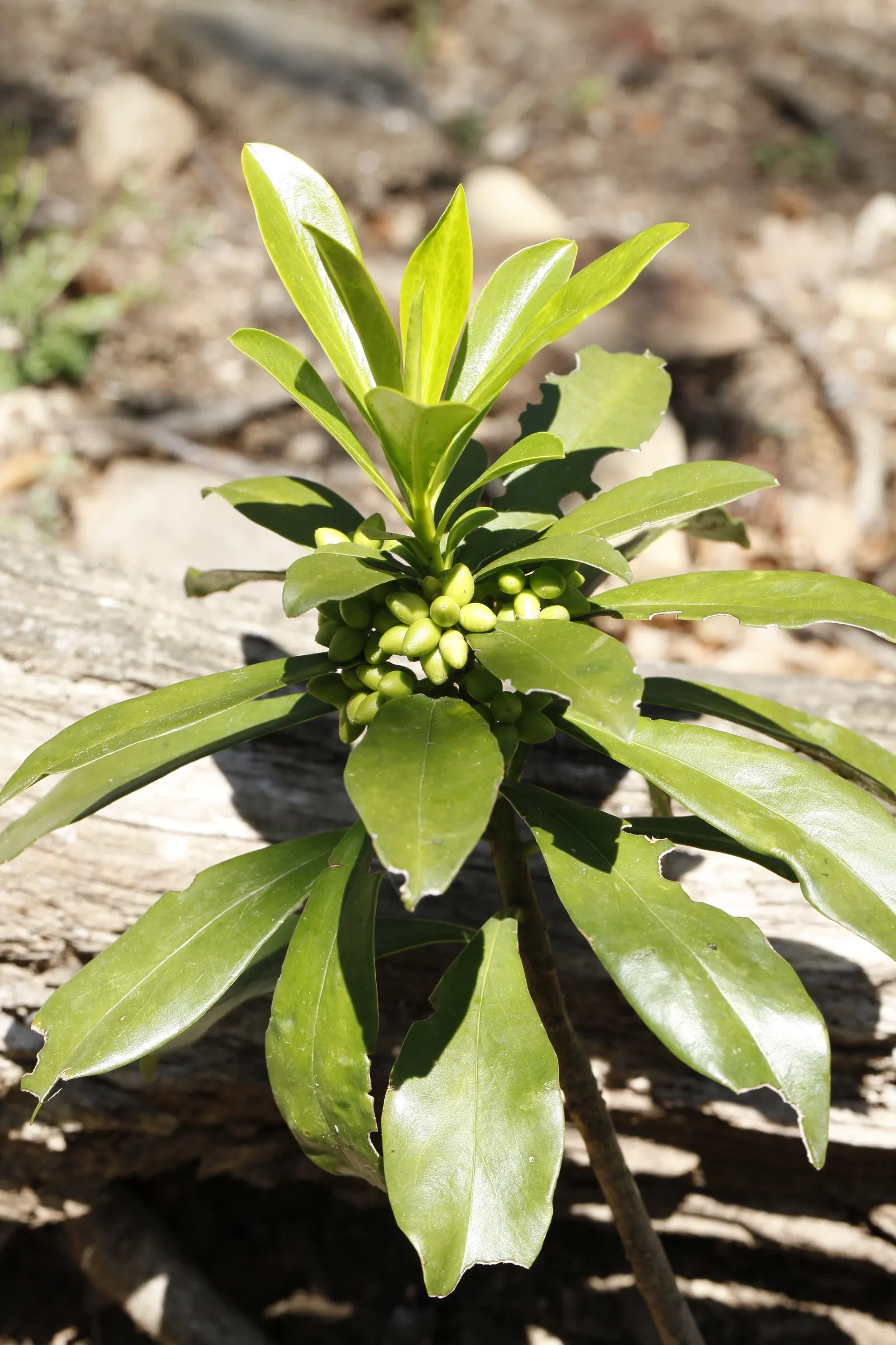 Martin's Spurge (Euphorbia X Martinii) — periodic trimming of spent flowers can prolong its attractive appearance