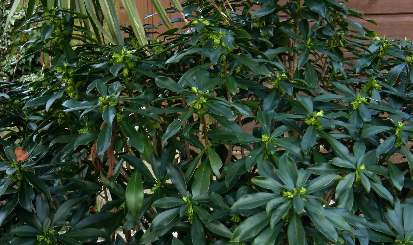 Martin's Spurge (Euphorbia X Martinii) — Gaining popularity in landscape design