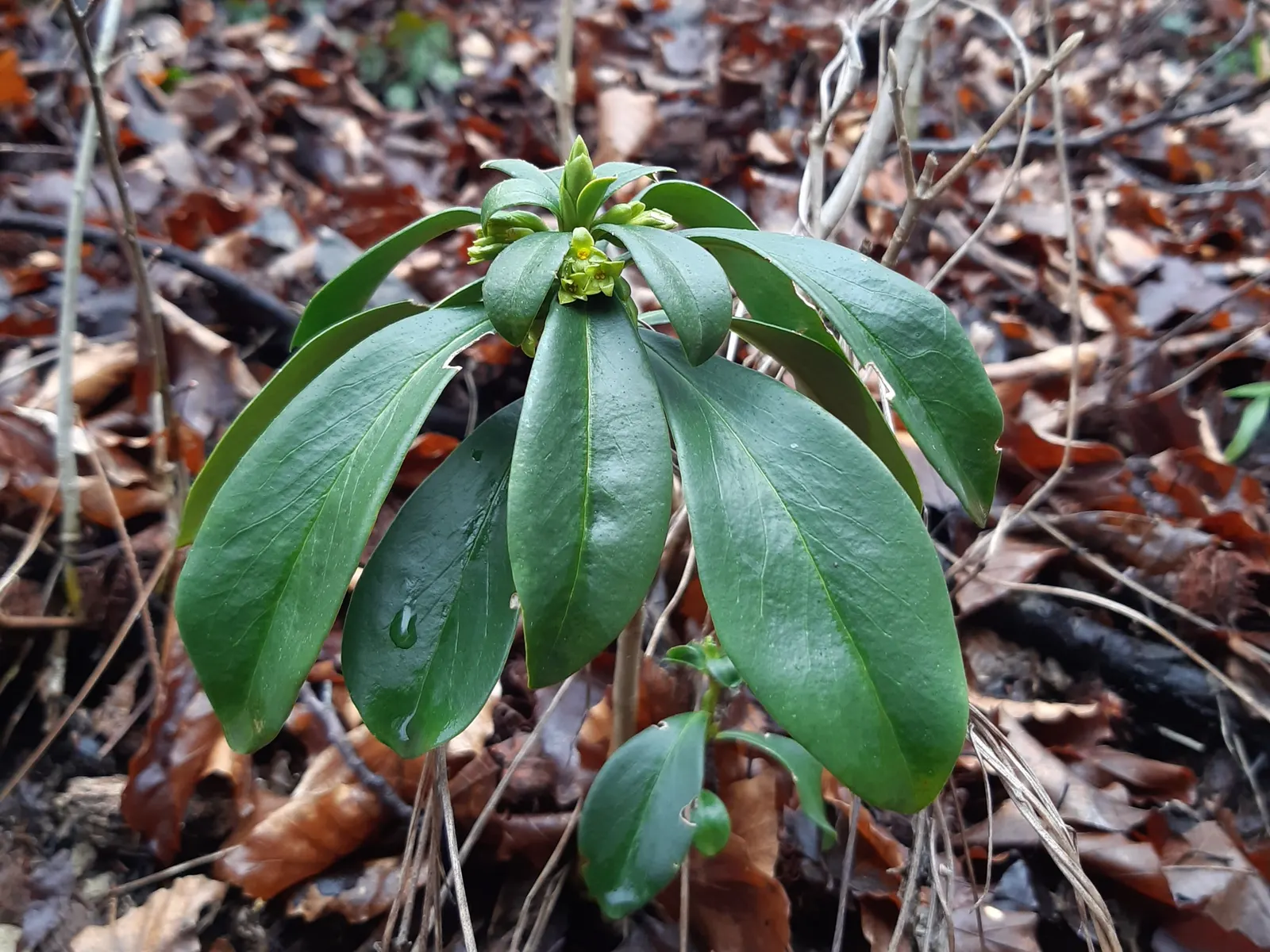 Martin's Spurge (Euphorbia X Martinii) — Spring through summer, it features chartreuse flower bracts, adding a vibrant contrast; its robust nature allows it to