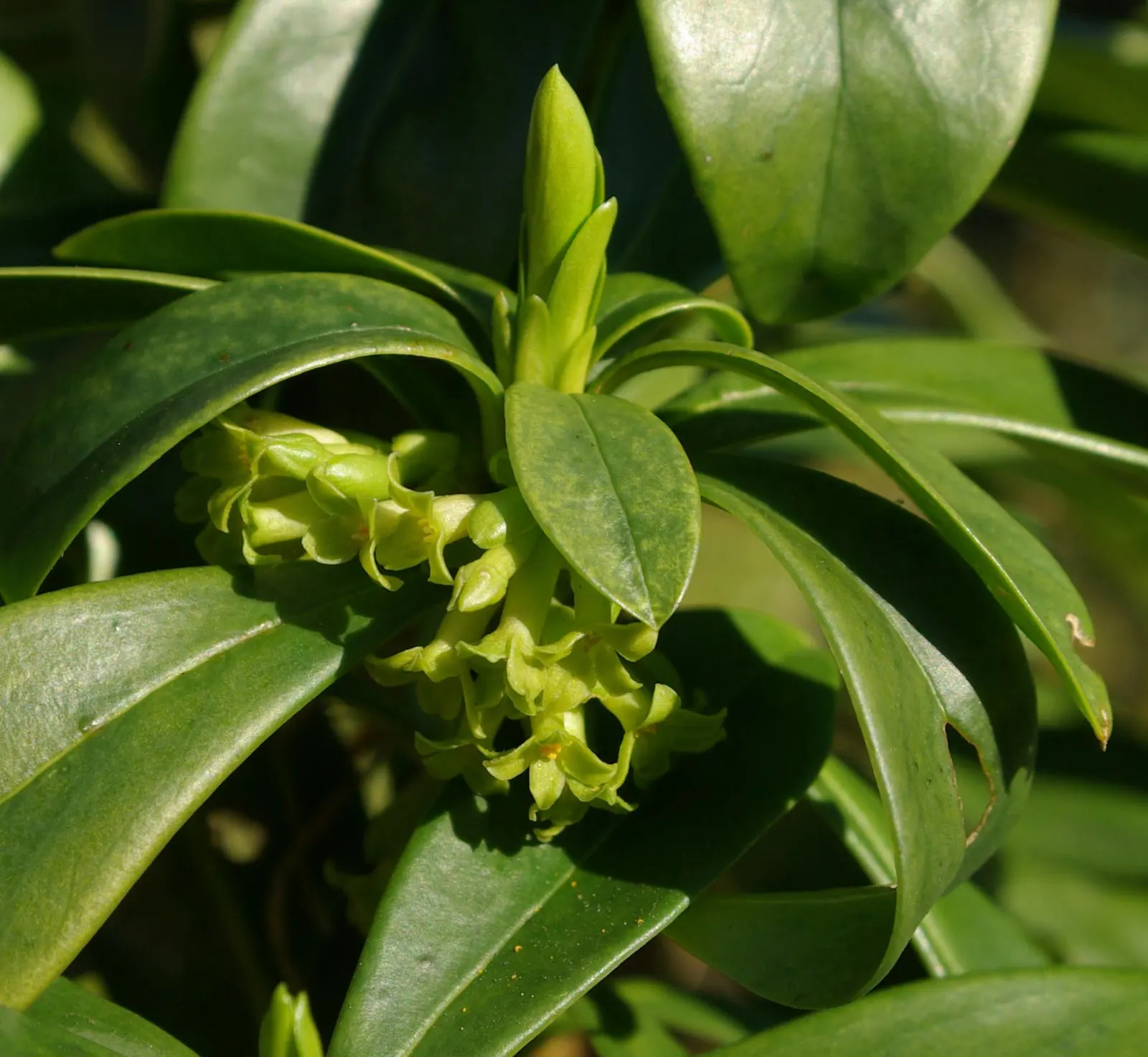 Martin's Spurge (Euphorbia X Martinii) — Caution: sap is irritating to skin and eyes; its distinctive foliage, with blue-green leaves, provides year-round