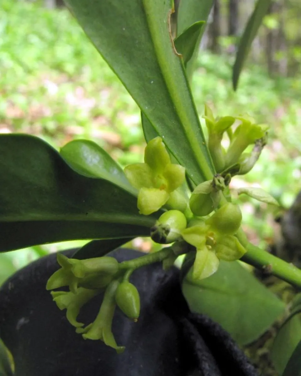 Martin's Spurge (Euphorbia X Martinii) — perennial for full or half
