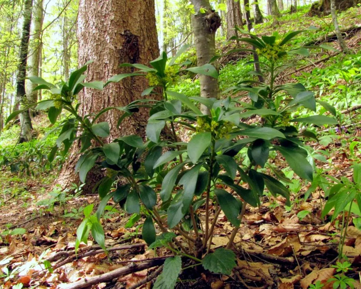 Martin's Spurge (Euphorbia X Martinii) — Euphorbia amygdaloides and Euphorbia characias; commonly known as Martin's Spurge