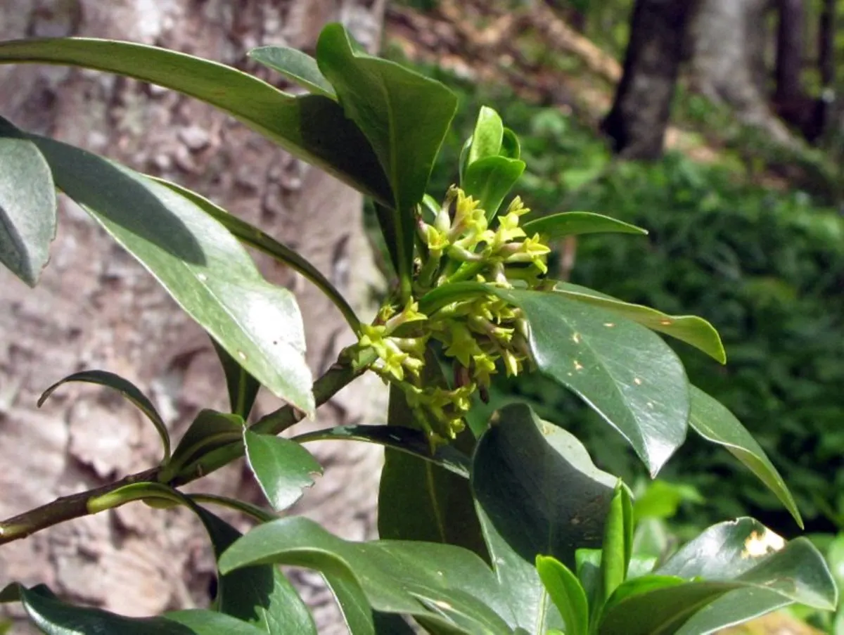 Martin's Spurge (Euphorbia X Martinii) — while wearing gloves is recommended due to its toxic; is an evergreen perennial boasting a compact form at 1-2 feet