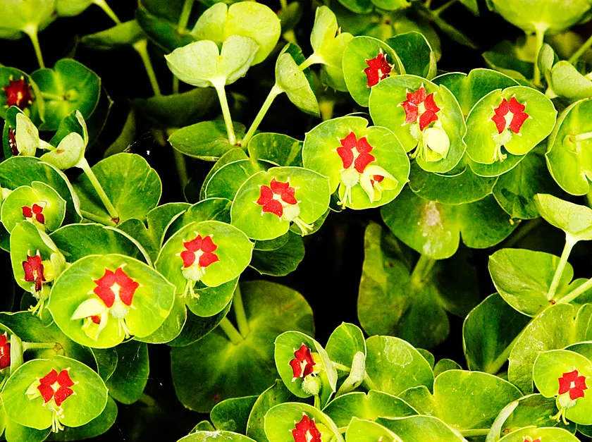 Martin's Spurge (Euphorbia X Martinii) — Deer-resistant and drought-tolerant